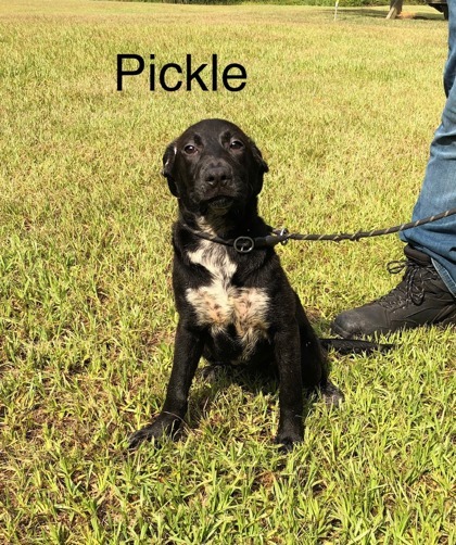 Pickle