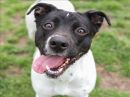PURDY GIRL's profile on Petfinder.com