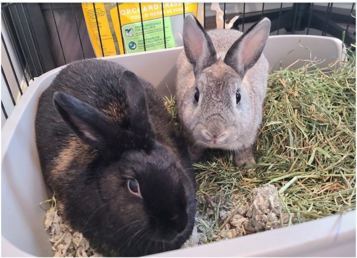 Coco and Miles, an adoptable Harlequin & Netherland Dwarf Mix in Philadelphia, PA_image-1