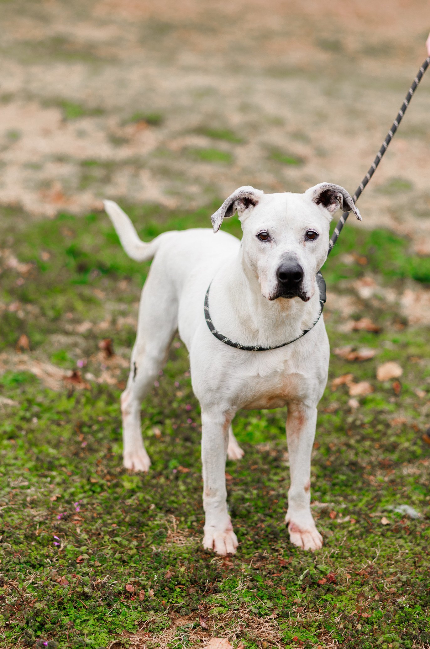 Maya, an adoptable Labrador Retriever in Sparta, TN, 38583 | Photo Image 1