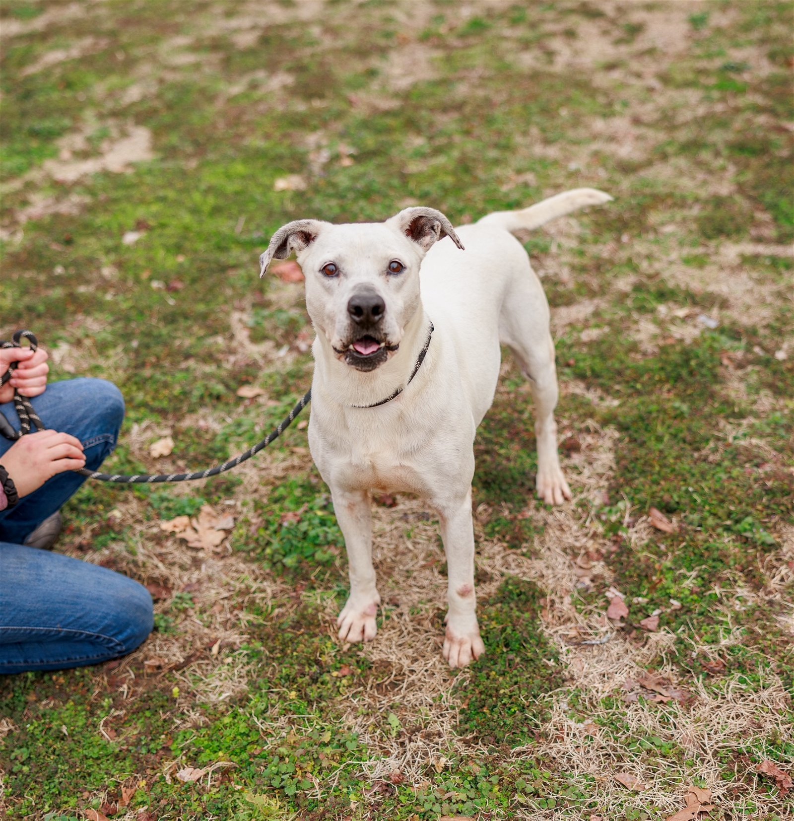 Maya, an adoptable Labrador Retriever in Sparta, TN, 38583 | Photo Image 2