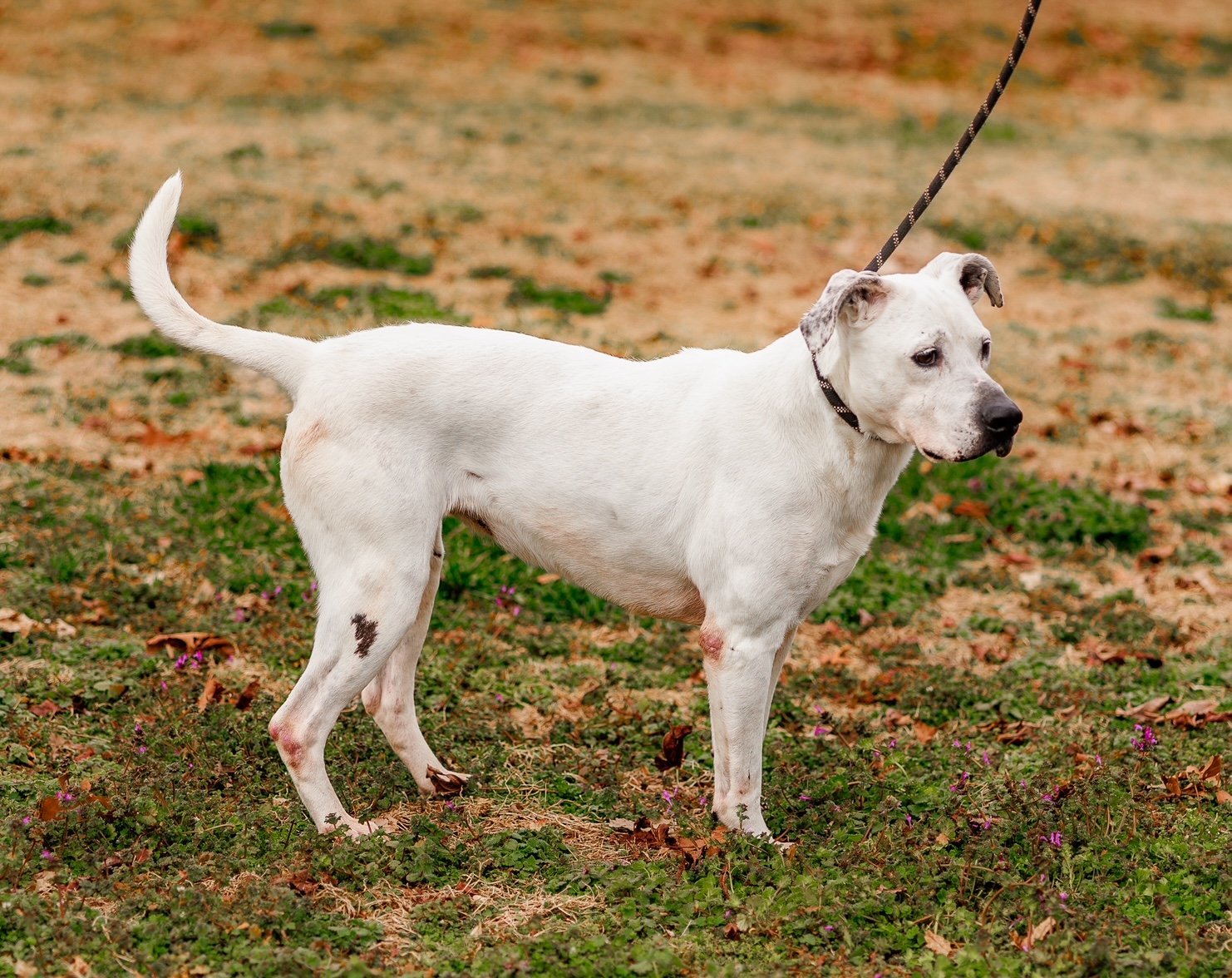 Maya, an adoptable Labrador Retriever in Sparta, TN, 38583 | Photo Image 3