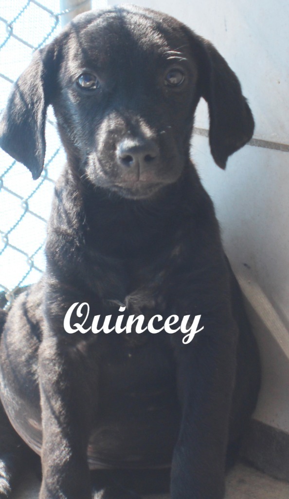 Quincey