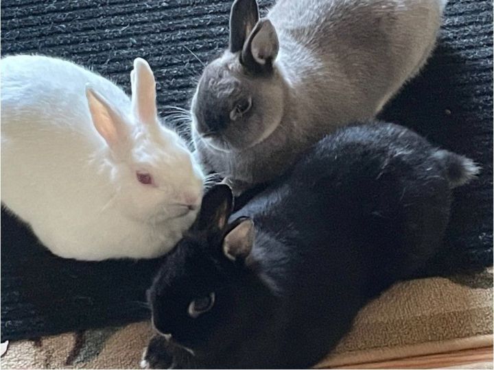 Grace, Jiji and Harry, an adopted Netherland Dwarf in Philadelphia, PA_image-1