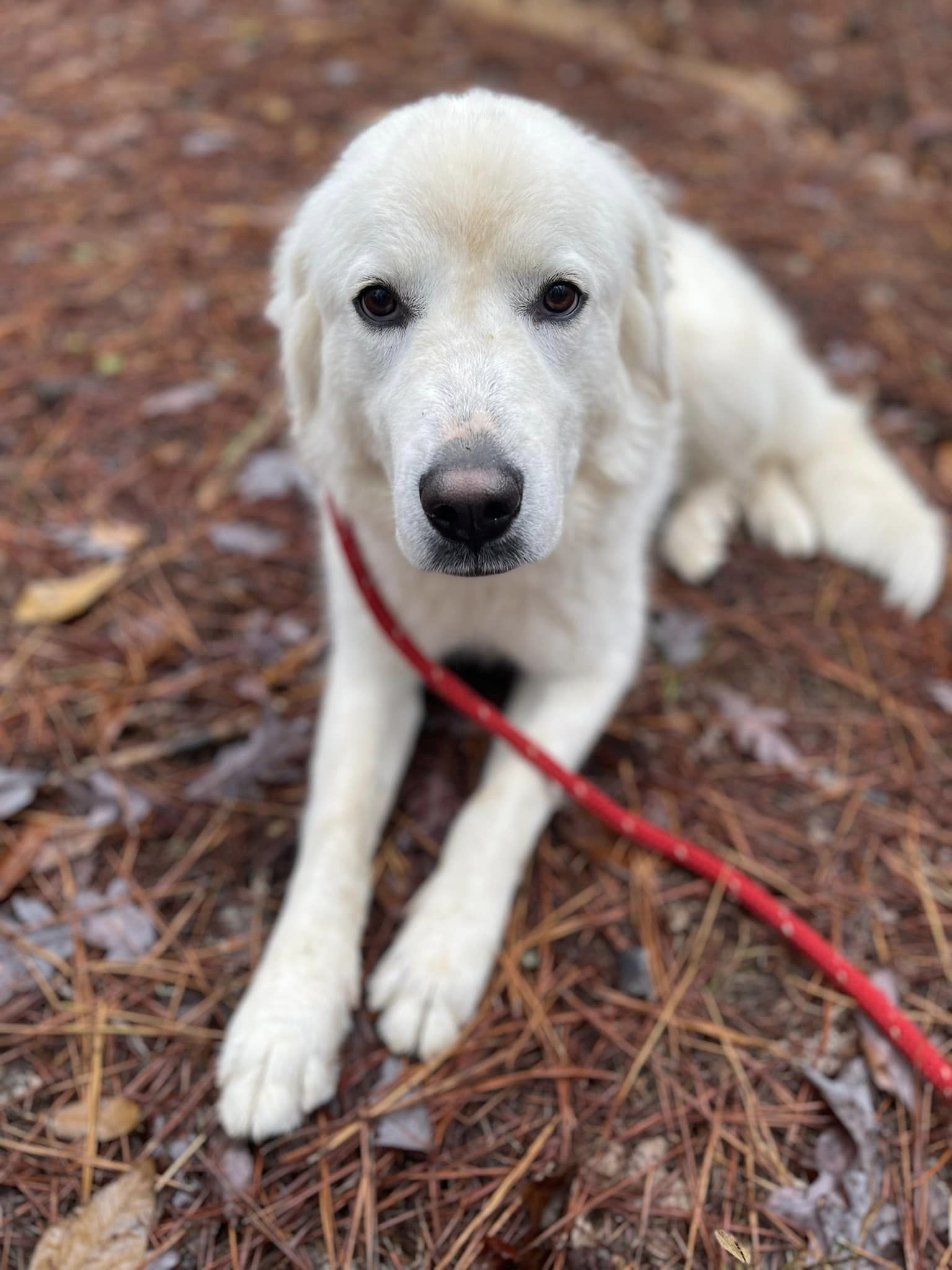 BLAKE, an adoptable Great Pyrenees in Southampton, NY, 11968 | Photo Image 1