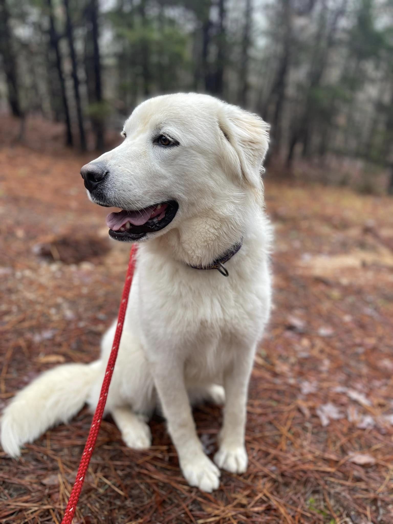 BLAKE, an adoptable Great Pyrenees in Southampton, NY, 11968 | Photo Image 2