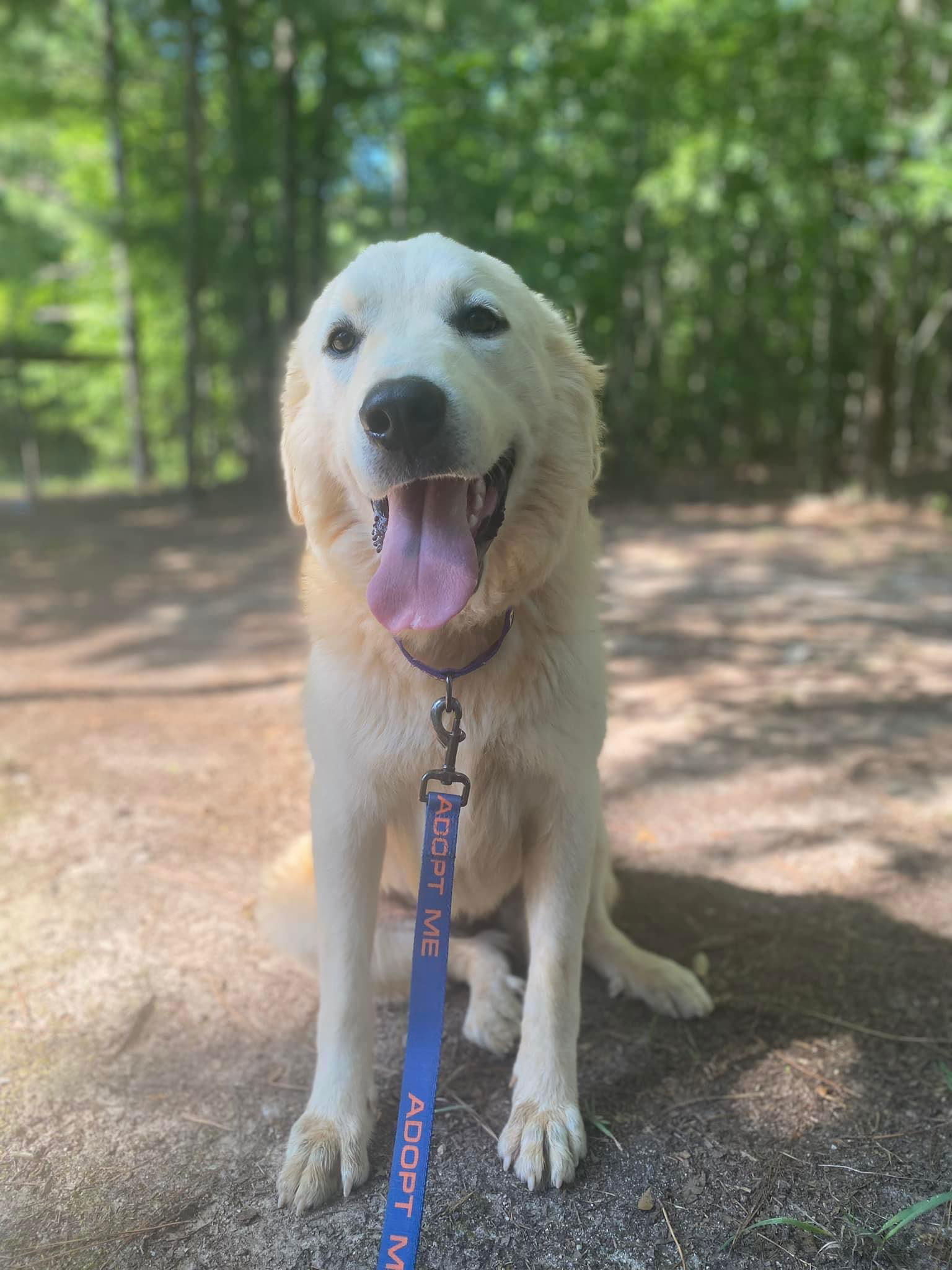 BLAKE, an adoptable Great Pyrenees in Southampton, NY, 11968 | Photo Image 3