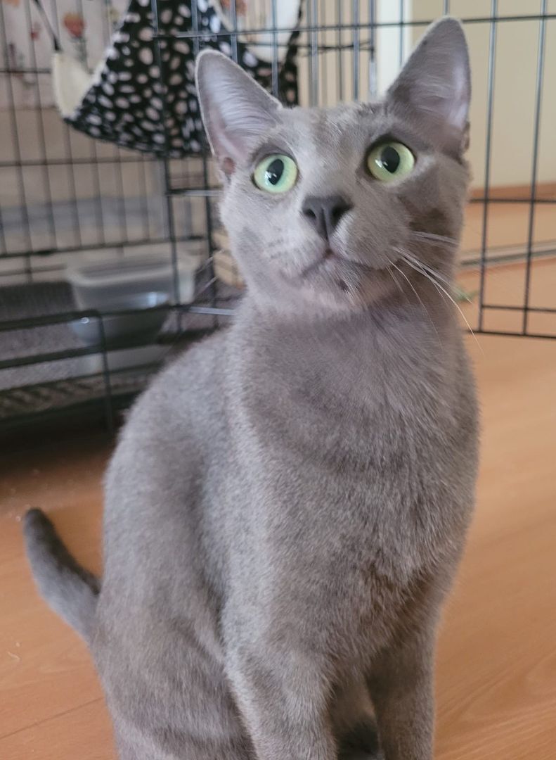 Freddie, an adoptable Domestic Short Hair in RIVERSIDE, CA, 92503 | Photo Image 1