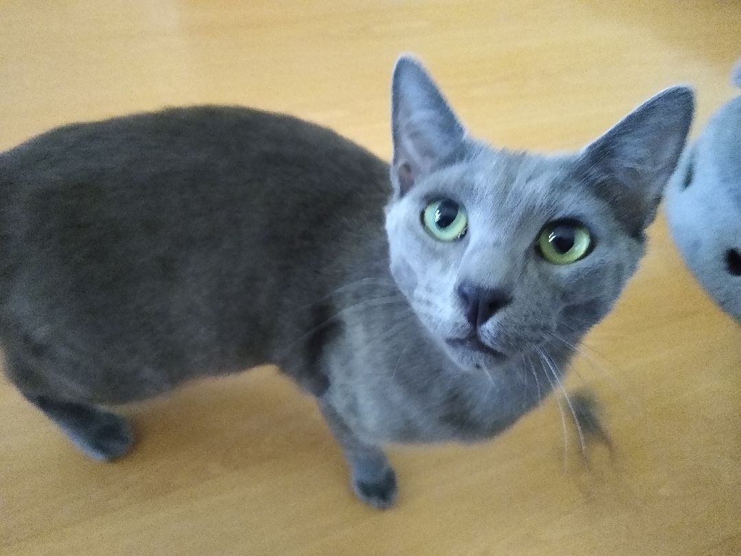 Freddie, an adoptable Domestic Short Hair in RIVERSIDE, CA, 92503 | Photo Image 3