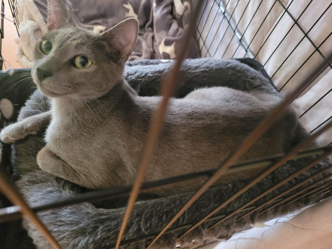 Freddie, an adoptable Domestic Short Hair in RIVERSIDE, CA, 92503 | Photo Image 4