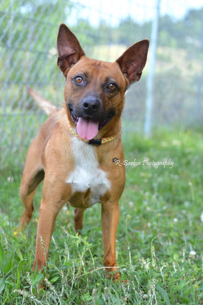 Tiller - Adoptable