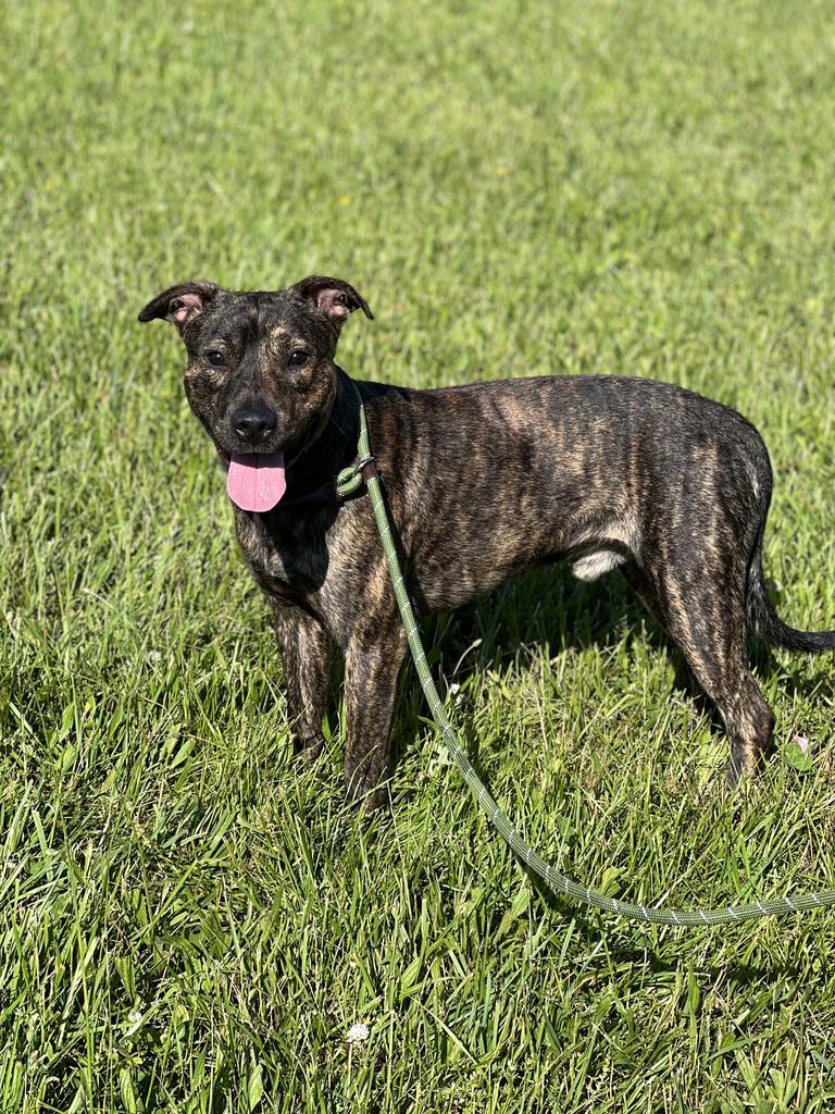 Brindle Bear - Adoptable