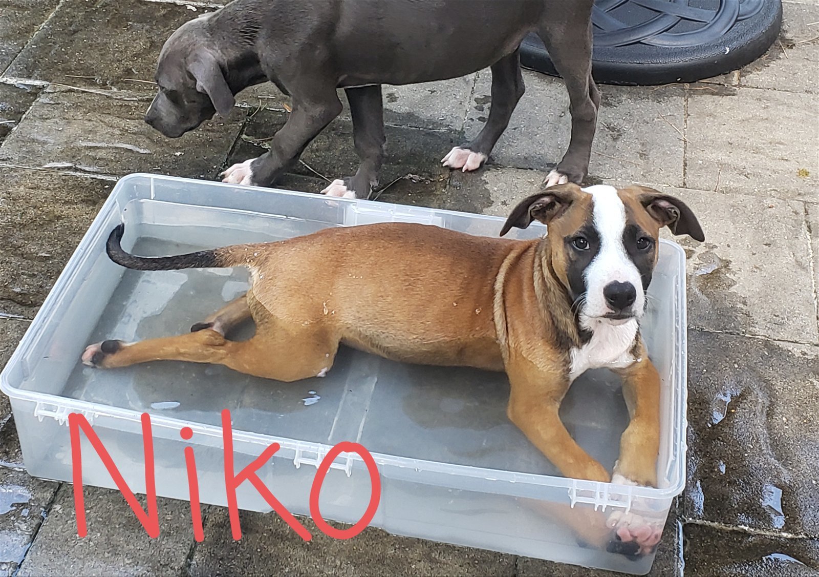 Niko - Adoption Pending!!