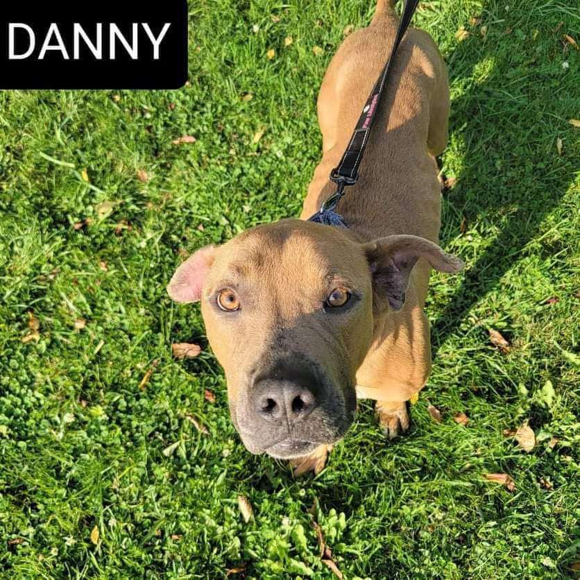 Danny, an adoptable Terrier in Brookfield, OH, 44403 | Photo Image 1