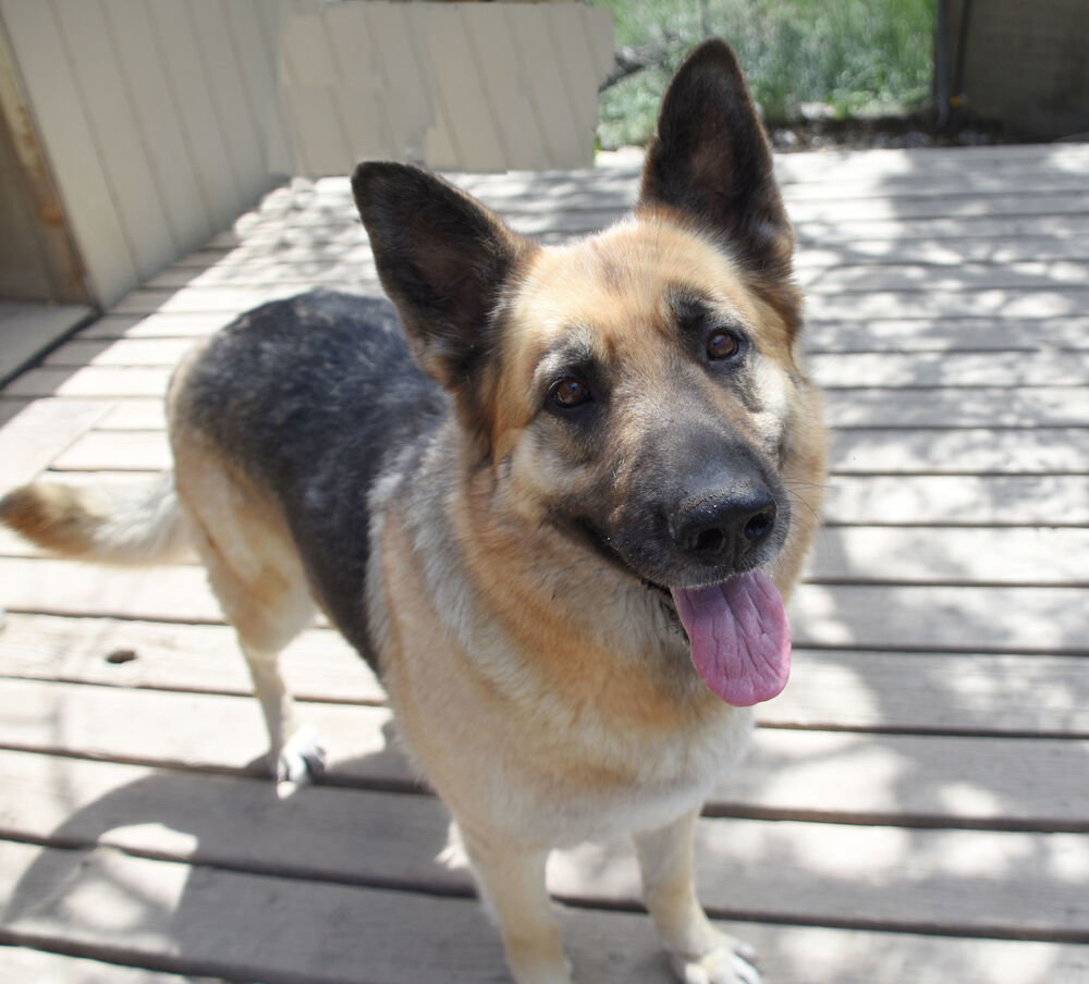 Zoey, an adoptable German Shepherd Dog in Dodson, MT, 59524 | Photo Image 1