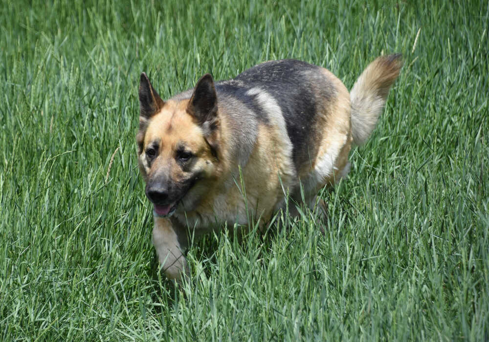 Zoey, an adoptable German Shepherd Dog in Dodson, MT, 59524 | Photo Image 2