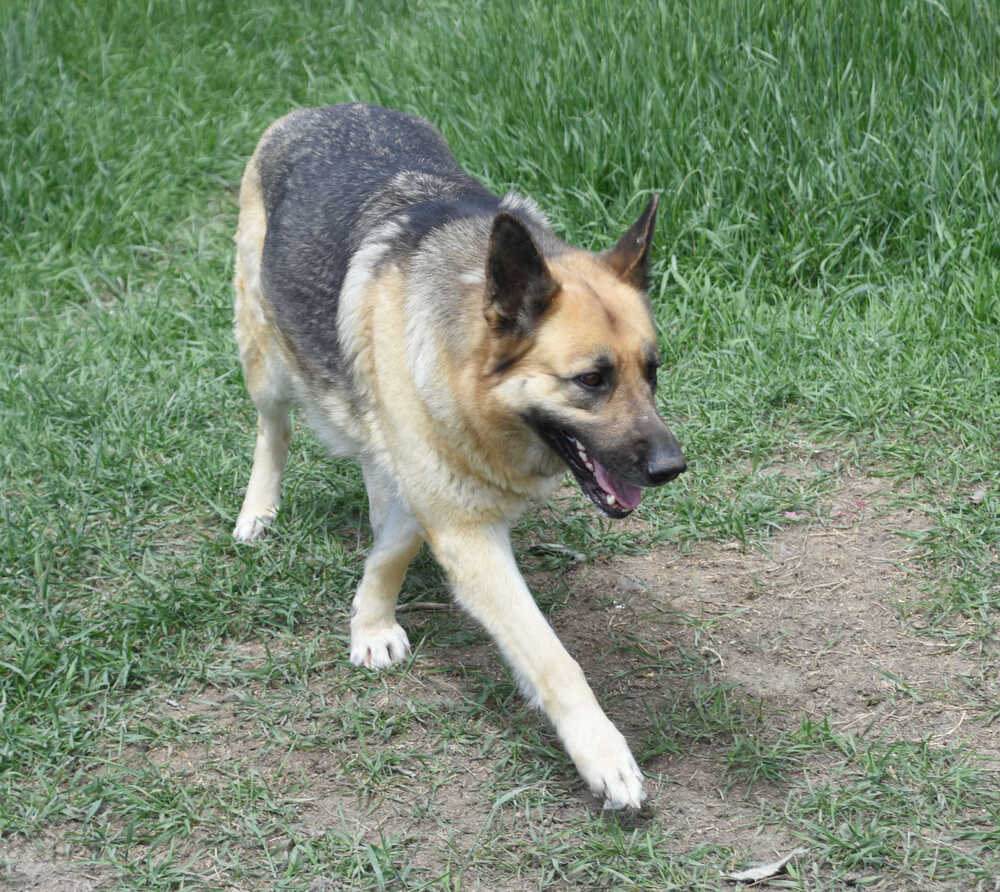 Zoey, an adoptable German Shepherd Dog in Dodson, MT, 59524 | Photo Image 3