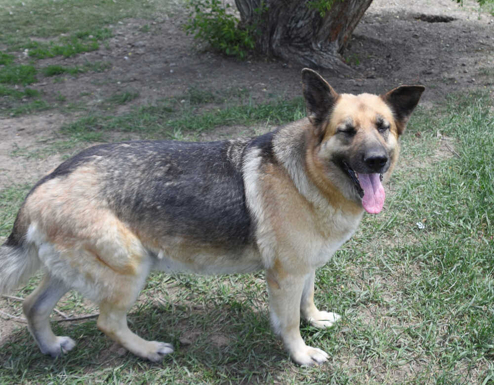 Zoey, an adoptable German Shepherd Dog in Dodson, MT, 59524 | Photo Image 4