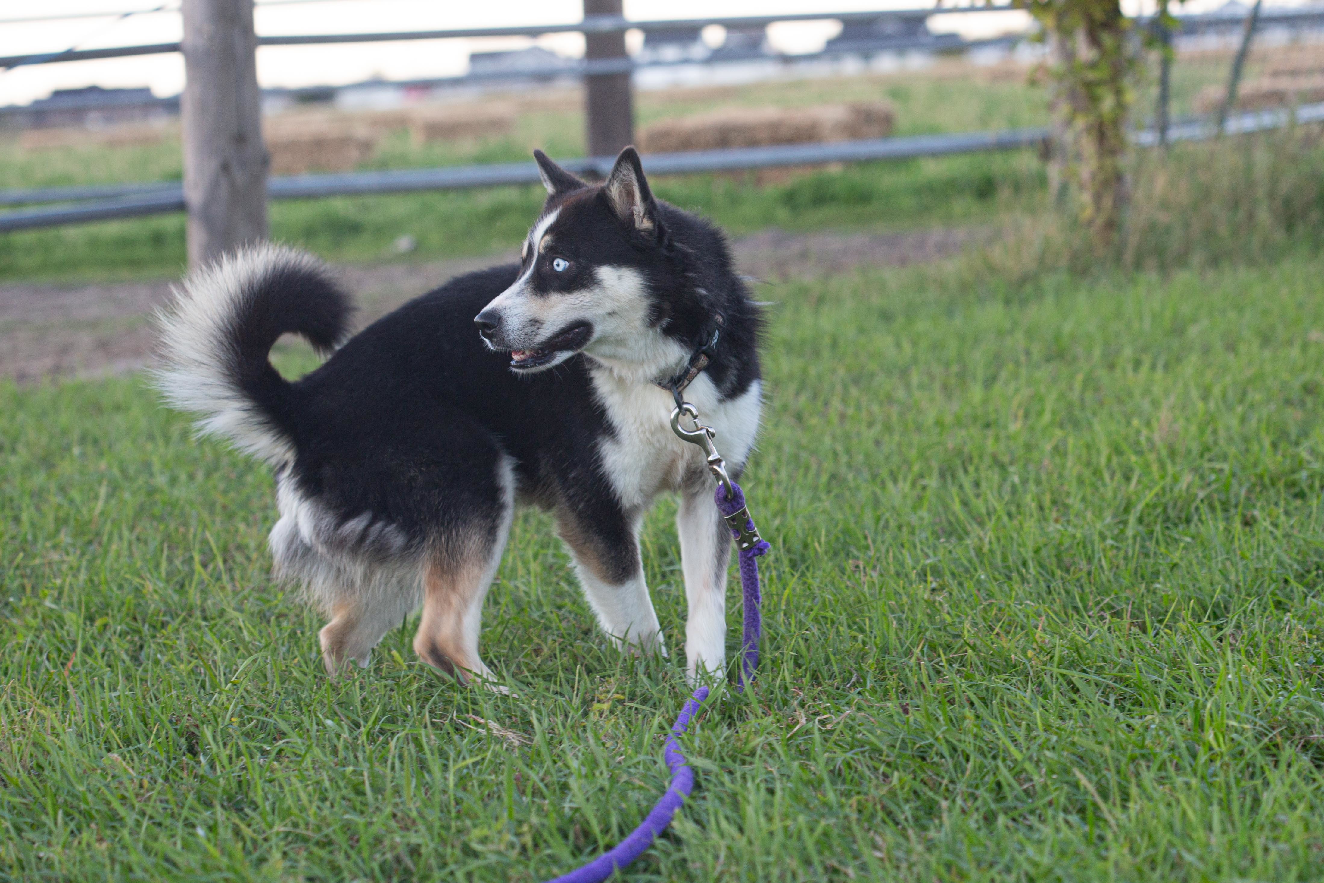 Angel, an adoptable Husky, Shiba Inu in Millville, UT, 84326 | Photo Image 3