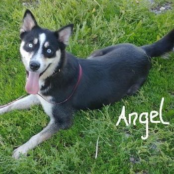 Angel, an adoptable Husky, Shiba Inu in Millville, UT, 84326 | Photo Image 4