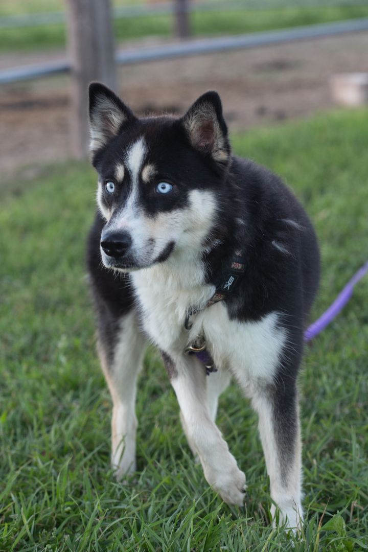 Shiba inu best sale and husky mix