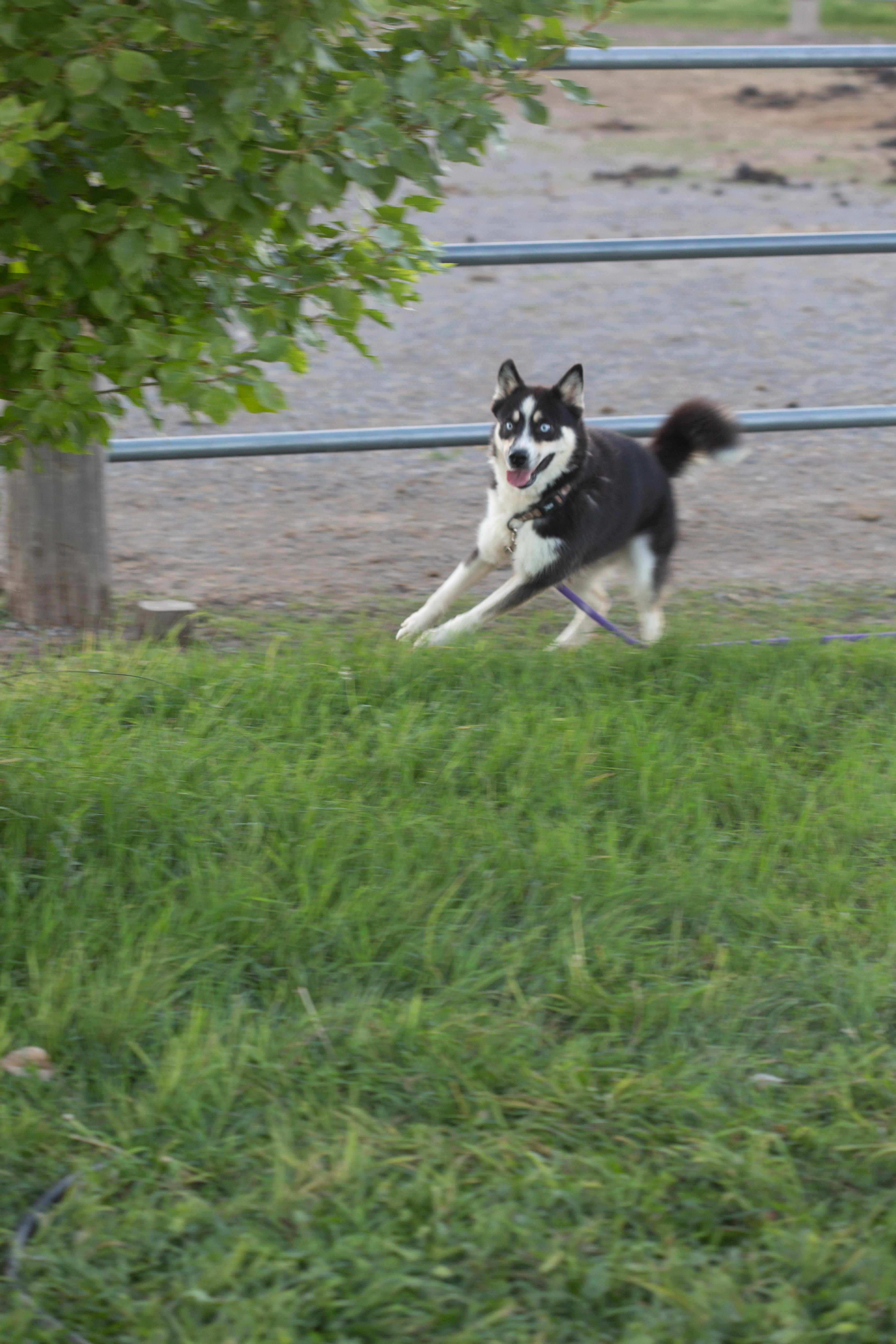 Angel, an adoptable Husky, Shiba Inu in Millville, UT, 84326 | Photo Image 5