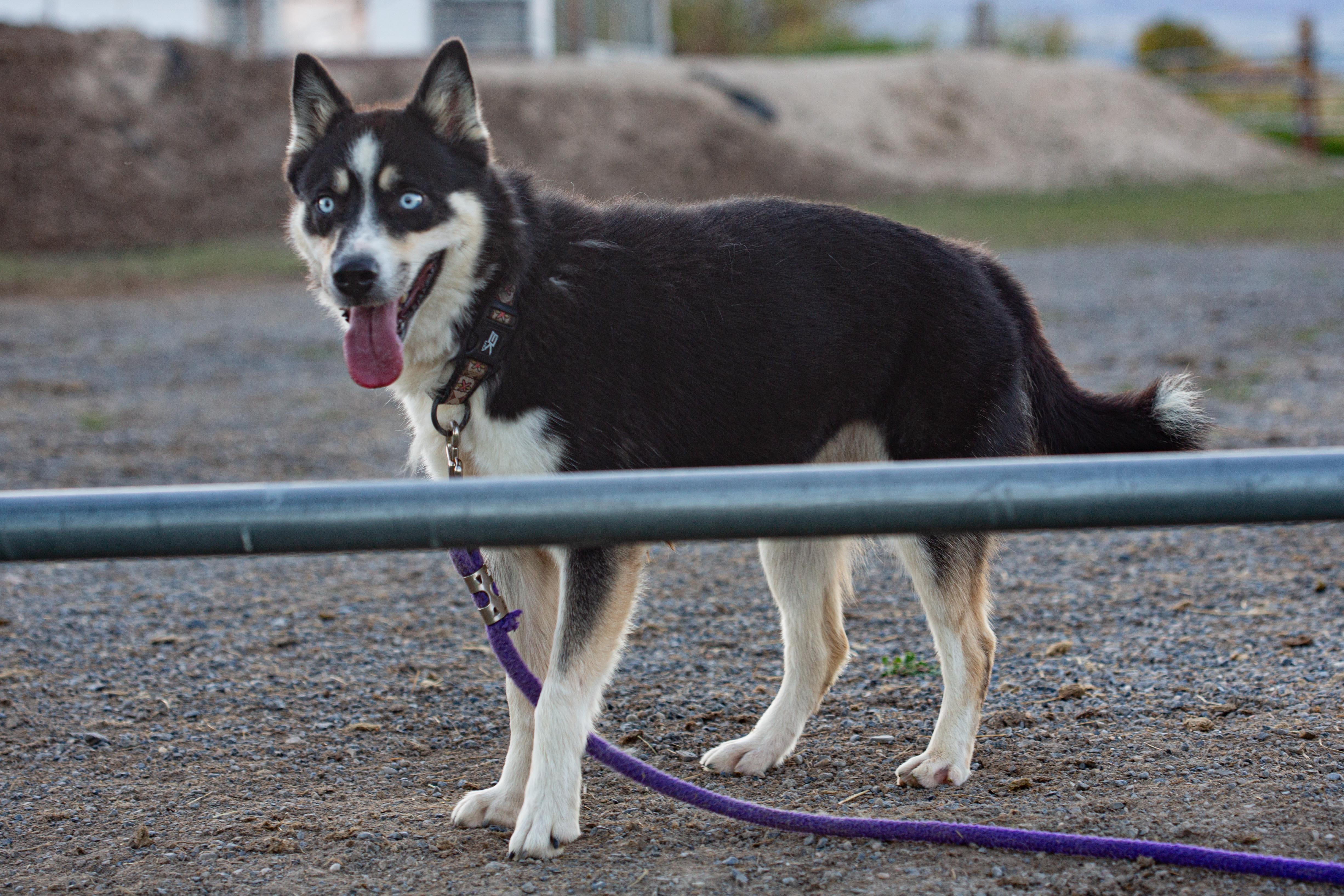 Angel, an adoptable Husky, Shiba Inu in Millville, UT, 84326 | Photo Image 6