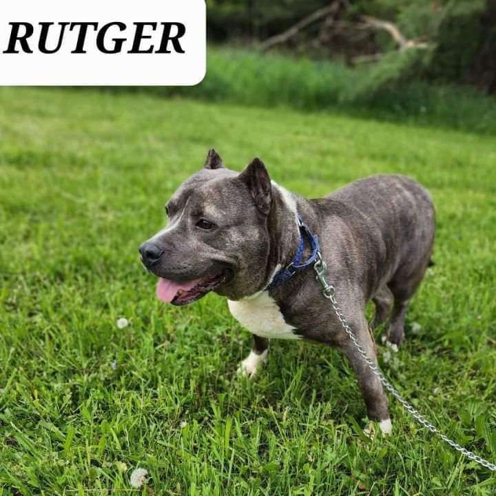 Rutger, an adoptable American Bully in Brookfield, OH, 44403 | Photo Image 1