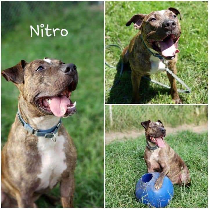 Nitro, an adoptable Great Dane in Brookfield, OH, 44403 | Photo Image 1
