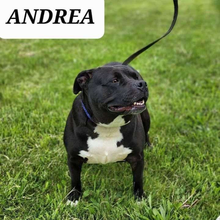 Andrea, an adoptable American Bully in Brookfield, OH, 44403 | Photo Image 1