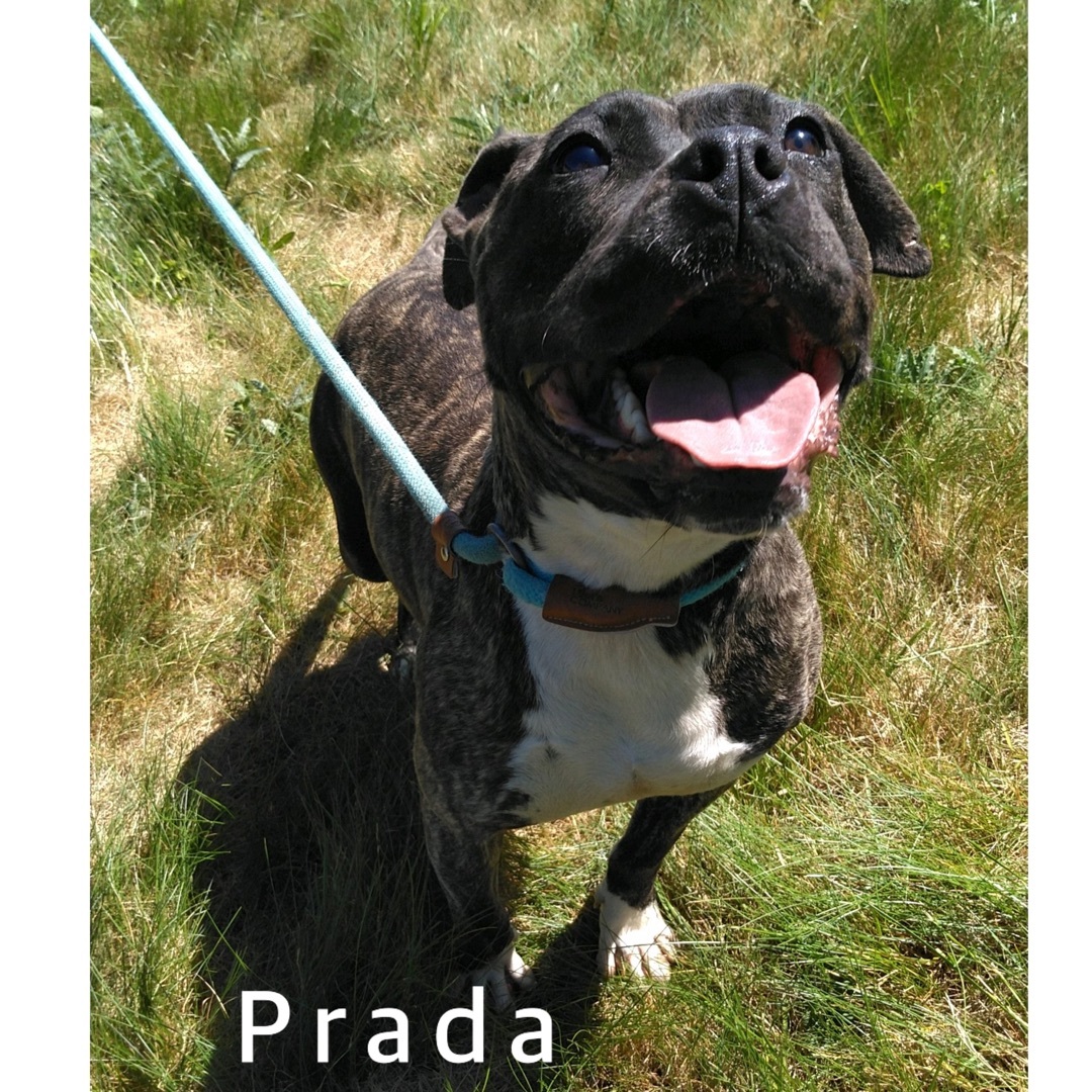 Prada