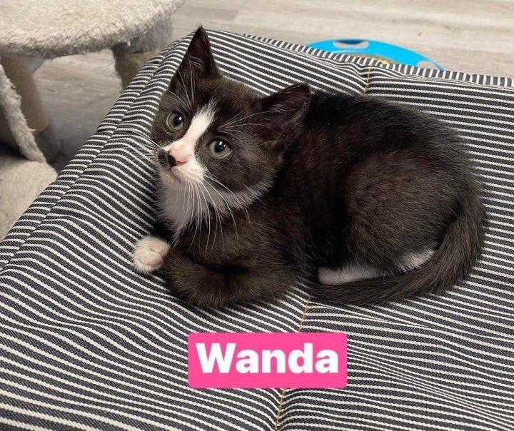 Wanda 2