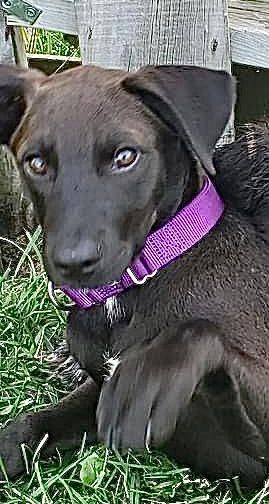 Tito, an adopted Labrador Retriever Mix in Omaha, NE_image-2
