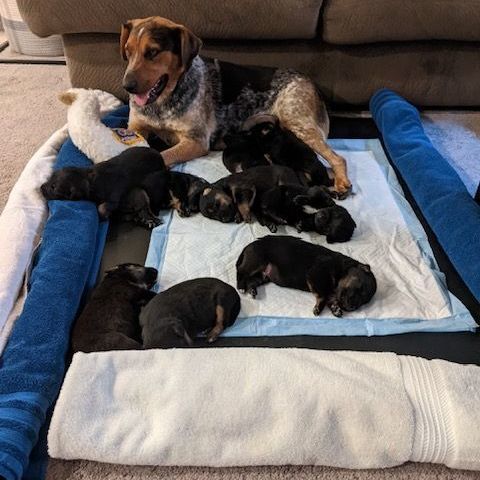 Penny's 9 Puppies available 8/6/22