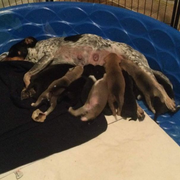 Quinn's 10 Puppies available after 7/31/22