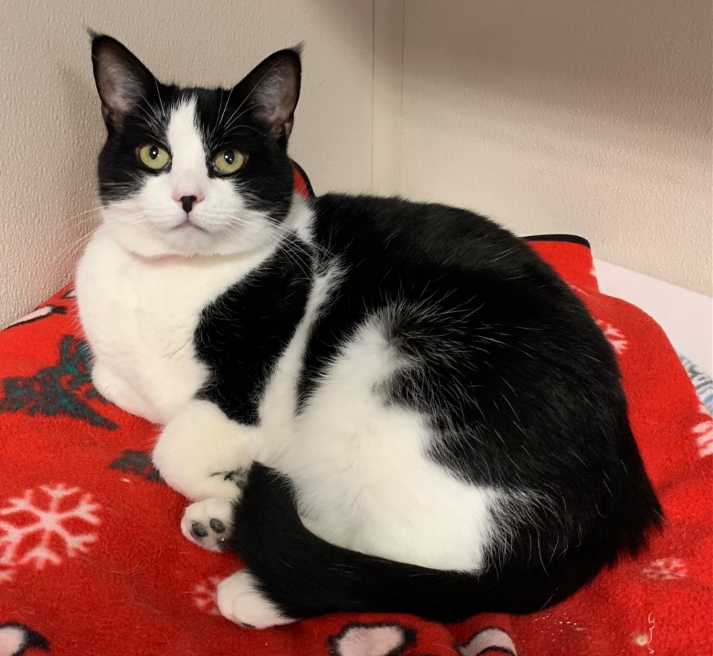 Poplar, an adoptable Domestic Short Hair in Fremont, OH, 43420 | Photo Image 1