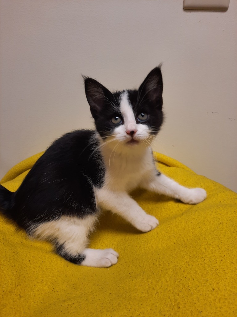 Poplar, an adoptable Domestic Short Hair in Fremont, OH, 43420 | Photo Image 2