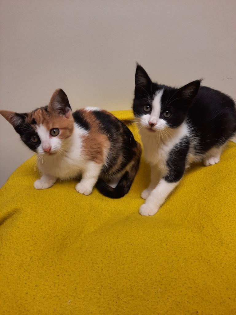 Poplar, an adoptable Domestic Short Hair in Fremont, OH, 43420 | Photo Image 3