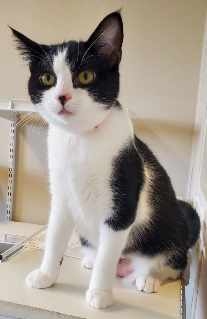 Poplar, an adoptable Domestic Short Hair in Fremont, OH, 43420 | Photo Image 4