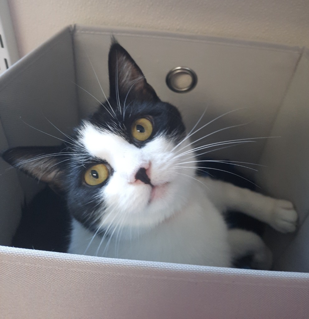 Poplar, an adoptable Domestic Short Hair in Fremont, OH, 43420 | Photo Image 5