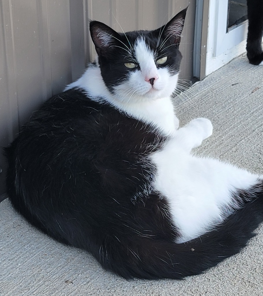 Poplar, an adoptable Domestic Short Hair in Fremont, OH, 43420 | Photo Image 6