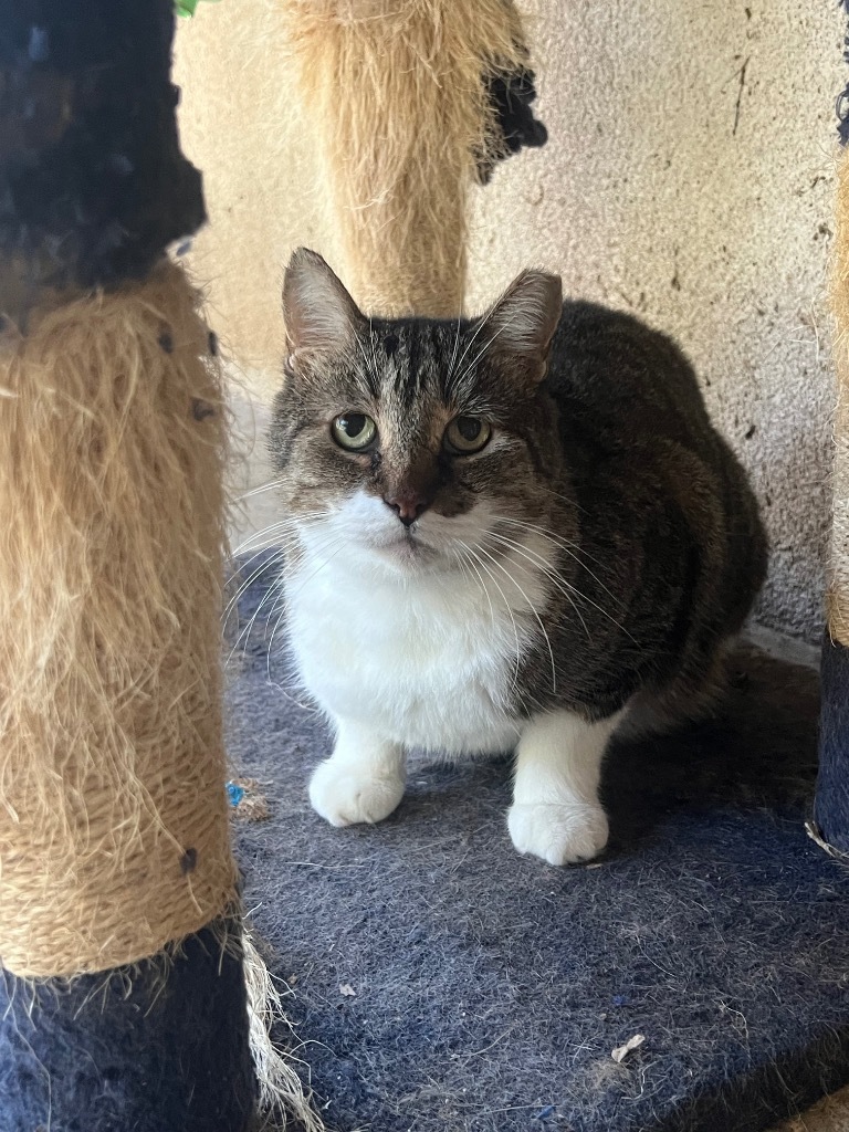 Rabbit, an adoptable Domestic Short Hair in Fulton, TX, 78358 | Photo Image 1