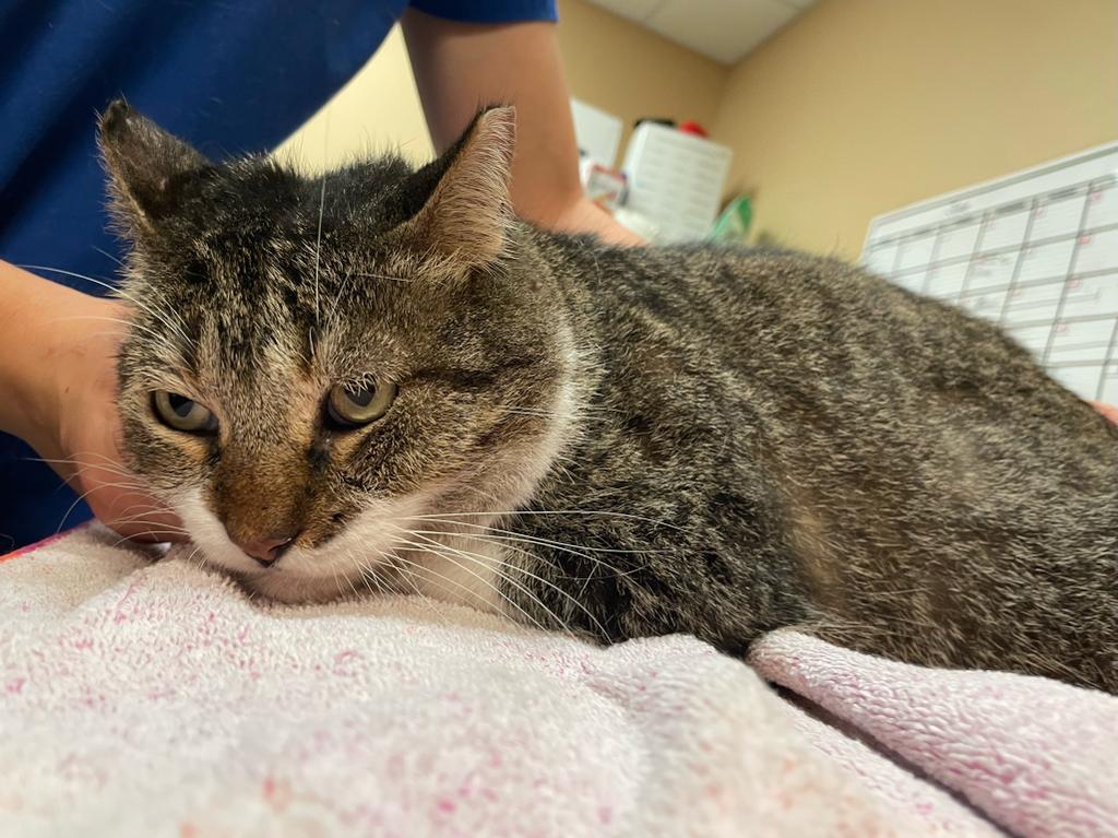 Rabbit, an adoptable Domestic Short Hair in Fulton, TX, 78358 | Photo Image 2