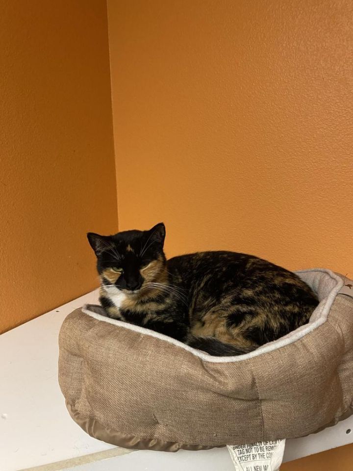 Callie 4