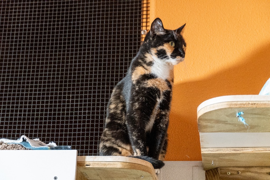Callie, an adoptable Calico in Fulton, TX, 78358 | Photo Image 5