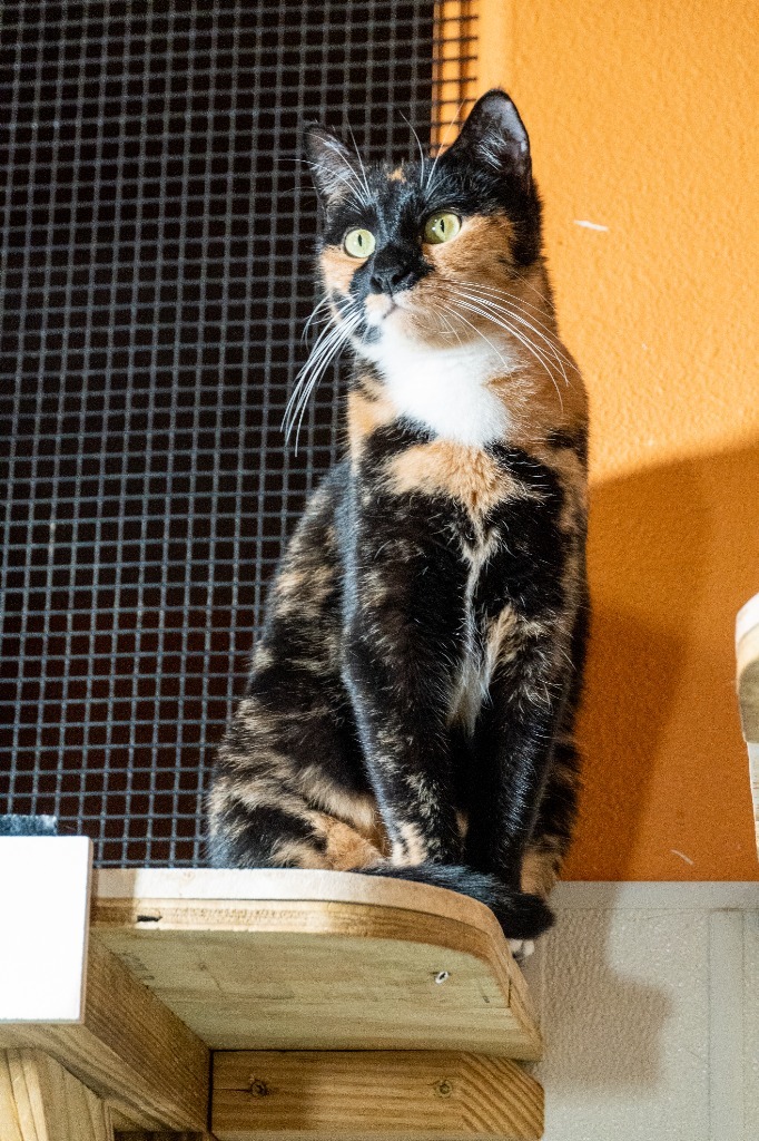 Callie, an adoptable Calico in Fulton, TX, 78358 | Photo Image 6