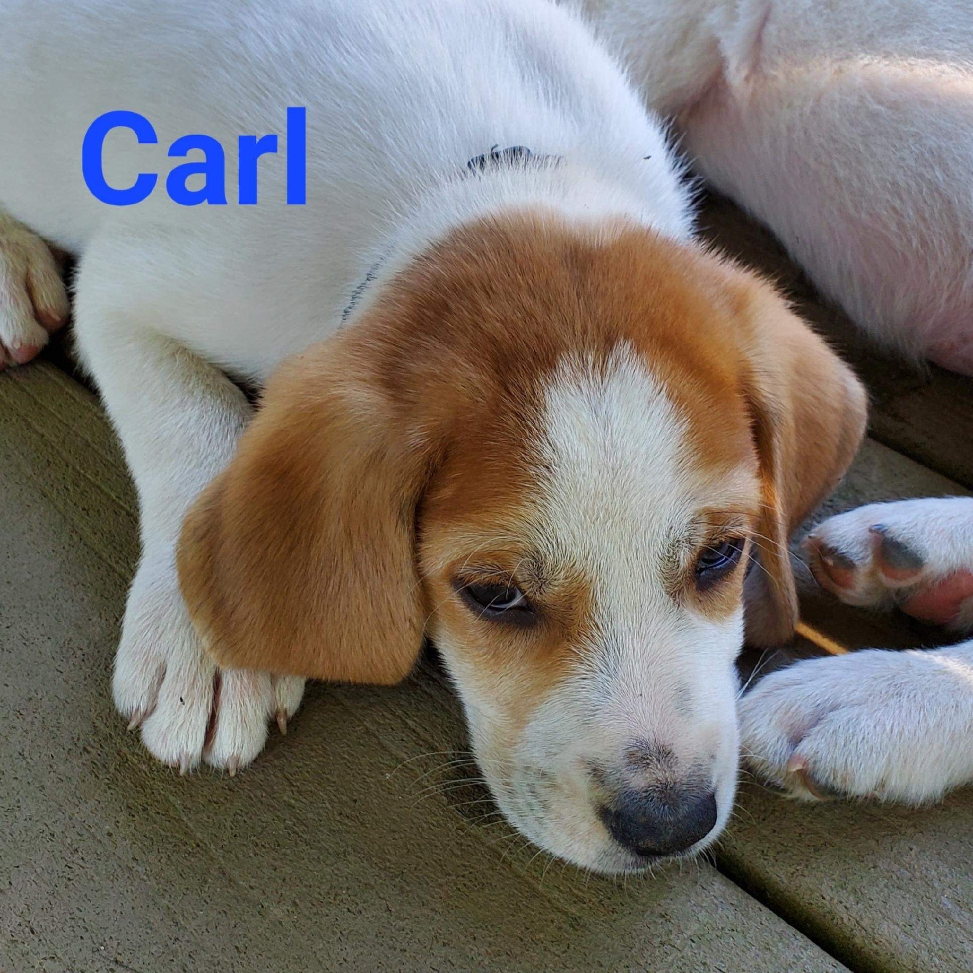 Carl (Garrison Litter)