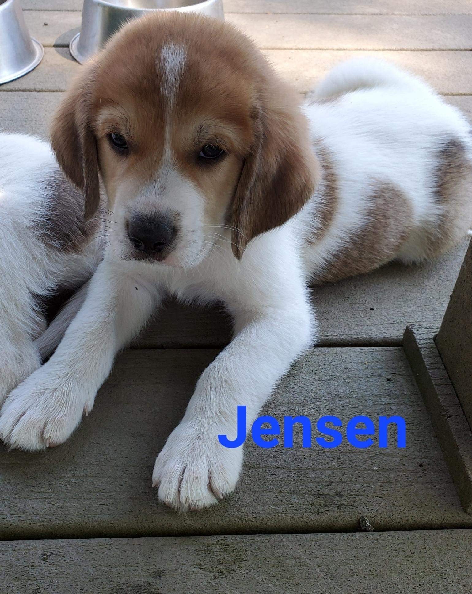 Jensen (Garrison Litter)