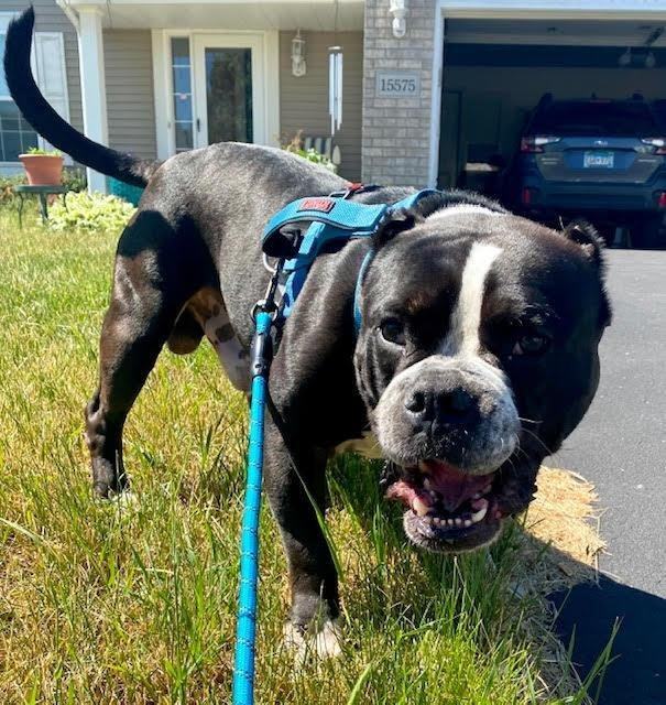 English bulldog pitbull terrier hot sale mix