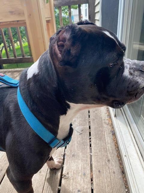 Bruce, an adoptable English Bulldog, Pit Bull Terrier in Minneapolis, MN, 55430 | Photo Image 3